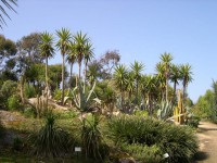 /album/ses-environs/jardin-exotique-de-roscoff-648507-jpg/